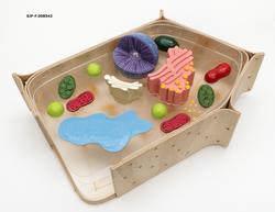 Plastmodell av plantecelle, produsert ved Oslo modellverkste