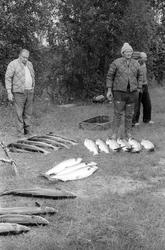 Fangst med person(er).