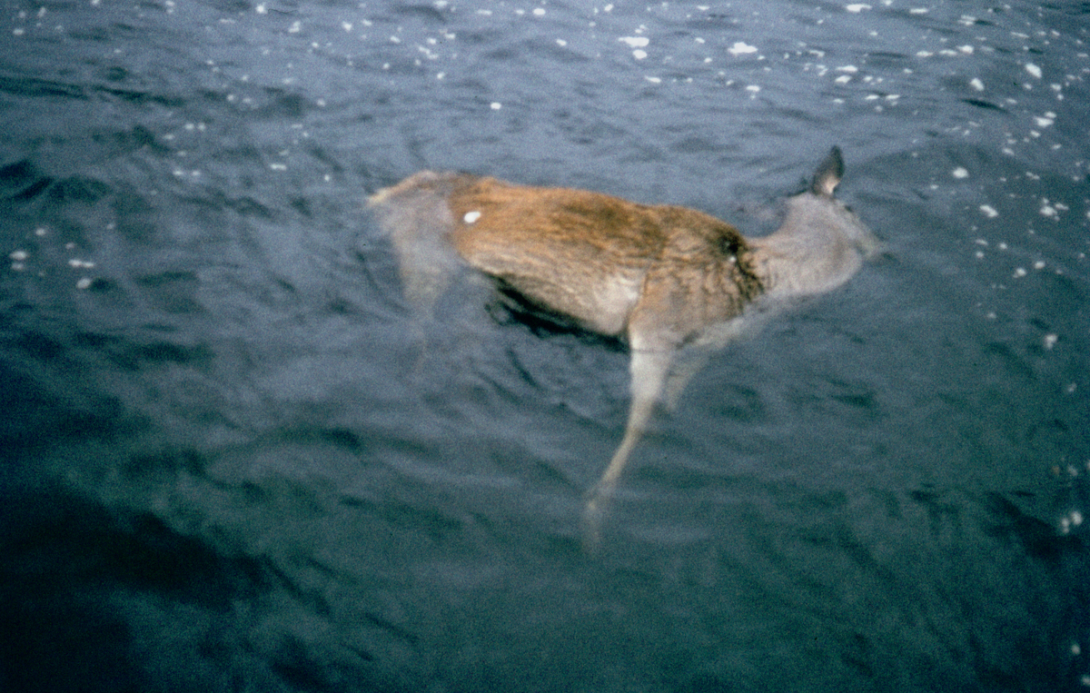 Død hjort i Sørfjorden.