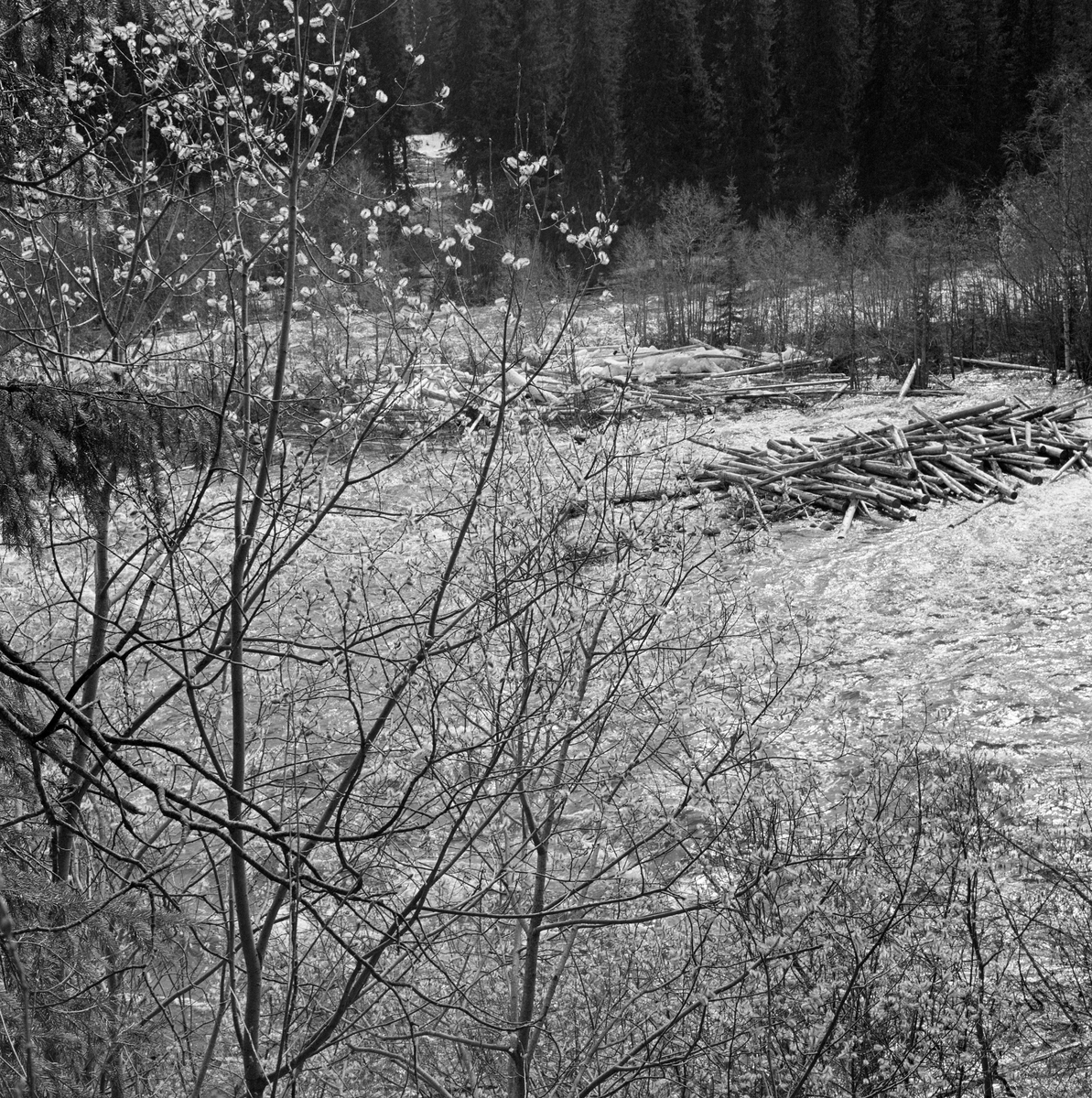 Tømmer i elva Åsta ved Åstvollen, Åmot, Hedmark. Åsta er stri, og når damvannet fra Kvarstaddammen tok slutt satte tømmeret seg fast på de grunne partiene av elva. Åstdalen. Åstadalen. Tømmervase. Seljetrær med gåsunger i forgrunnen.