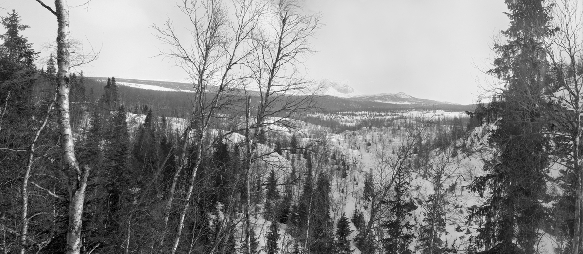 Utmarkslandskap i Hattfjelldal på Helgeland, fotografert vinteren 1910.  Fotografiene er tatt fra en bakkekam mot et snødekt, kupert landskap med spredte gran- og bjørketrær.  Bildet er antakelig tatt for å vise resultatet av flere tiår med overeksploatering av skogen i denne bygda.  I 1865 var det et engelsk selskap som kjøpte proprietær Holsts skoger i denne regionen, som omfattet neste hele Hattfjelldal kommune og også en del eiendommer i nabokommunene.  "Engelskbruket" etablerte et stort sagbruk ved Vefsnas utløp i Mosjøen, og organiserte radikale uthogster i ovenforliggende bygder.  Embetsmennene i regionen så tidlig at dette ville bety et økonomisk oppsving, men var samtidig bekymret for de konsekvensene virksomheten kunne få for de naturressursene den var tuftet på.  Amtmann Claus Worsøe uttrykte det slik:  "Det engelske Interessentskabs Hovedinteresse, eller rettere dets eneste Interesse, er nemlig i saa kort Tid som muligt at nyttiggjøre sig Skovene saameget som muligt og paa Skovenes Bestaaen i lang Tid vil der formentlig med saadan Drift ikke kunne haabes."  Denne skepsisen viste det seg å være grunnlag for, noe som også framgår av dette fotografiet.  Etter hvert viste det seg imidlertid også at skogen hadde en reproduksjonsevne som langt overgikk hva man hadde turt å håpe på.  I 1900 solgte det engelske selskapet skogene på Helgeland til den norske stat, som lot leilendingene få kjøpe sine gardsbruk med litt husbruksskog til.  Mye av skogen i dette området har imidlertid vært drevet under ledelse av medarbeidere fra den statlige skogetaten gjennom hele 1900-tallet.