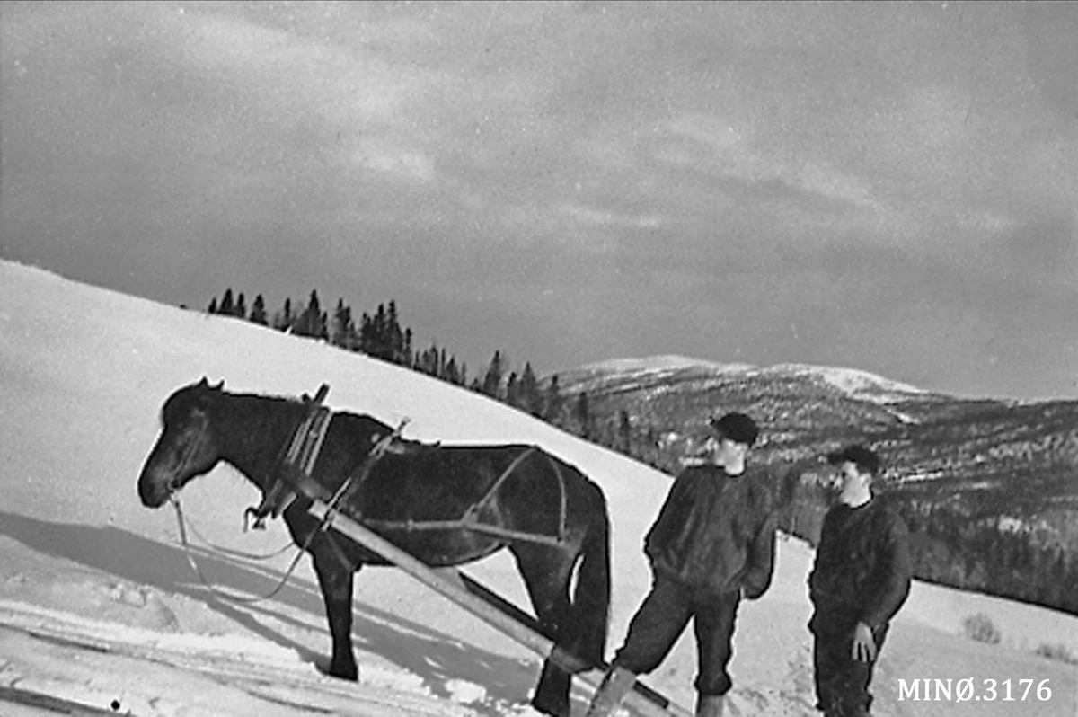Tømmerkjøring i Øverbylia 1936