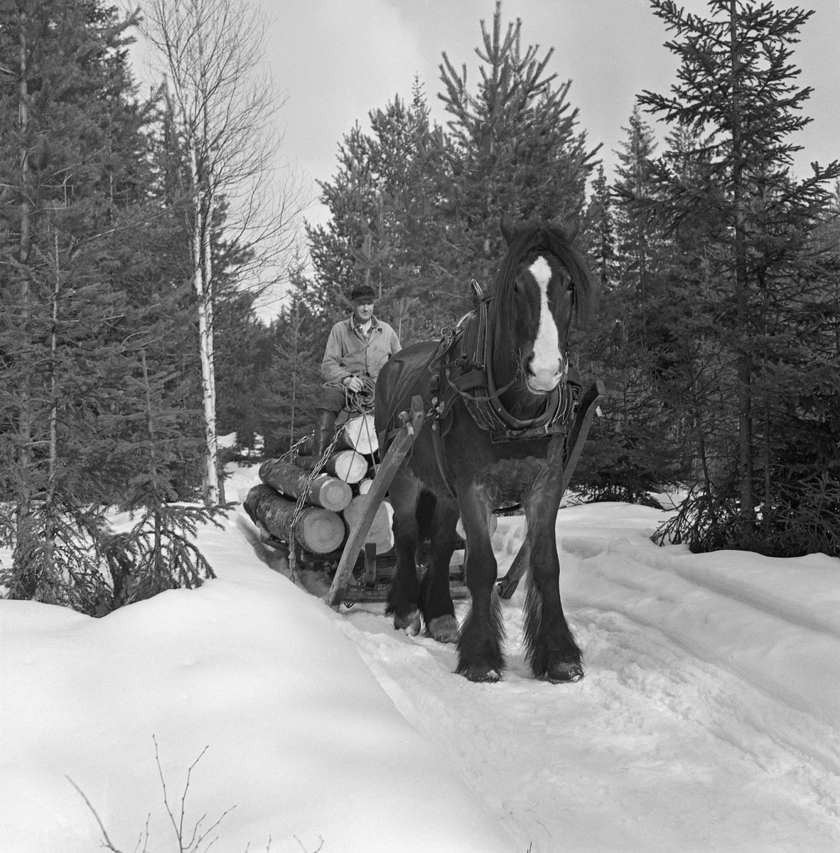 Jørgen Larsens arbeidshest «Blessen», fotografert på en tømmerveg i Stavåsen i Elverum i Hedmark. Larsen var tømmerkjører og bodde i Hernes. Fotografiet ble tatt vinteren 1971. Hesten hadde arbeidssele og var forspent en tømmerrustning (todelt slede). Det var seletøyet som gjorde det mulig å trekke, bremse og rygge med hesten.  Dette er en bogtresele med ei stoppet ringpute, som var tredd over hodet på hesten slik at den lå an mot nakken og bringen på trekkdyret. I bogtrærne var det fastsydd «drotter», kraftige draglær, som endte i trekkpunkter ved overgangen mellom hestens bog- og brystparti. Der var det en «orring» som var forankringspunkt for «bukgjorden» (reima under den fremre delen av hestebuken) og «oppholdsreimene», som var festet i ytterendene av «høvret», ei bøyle som var montert på tvers av hestens manke med avrundete treplater, «høvreballer», som anleggspunkter. På oversida av høvret var det ringer, som tømmene var ført gjennom. «Bakselen» - ei kraftig reim som var ført fra drotten rundt hestens bakpart (lårene og under halen), og som ble holdt oppe av ei «ryggreim» og ei «kryssreim» - gjorde det mulig for hesten å bremse lassene i utforbakker. «Draget» (skjækene) var festet i en jerntapp («oren») som var smidd sammen med orringen ved hjelp av en selepinne. Selereimene skulle justeres slik at det gikk ei noenlunde rett linje fra drotten gjennom skjækene til trekkpunktene fremst på den doningen hesten skulle trekke - her festepunktet for bøyla på skjækene.