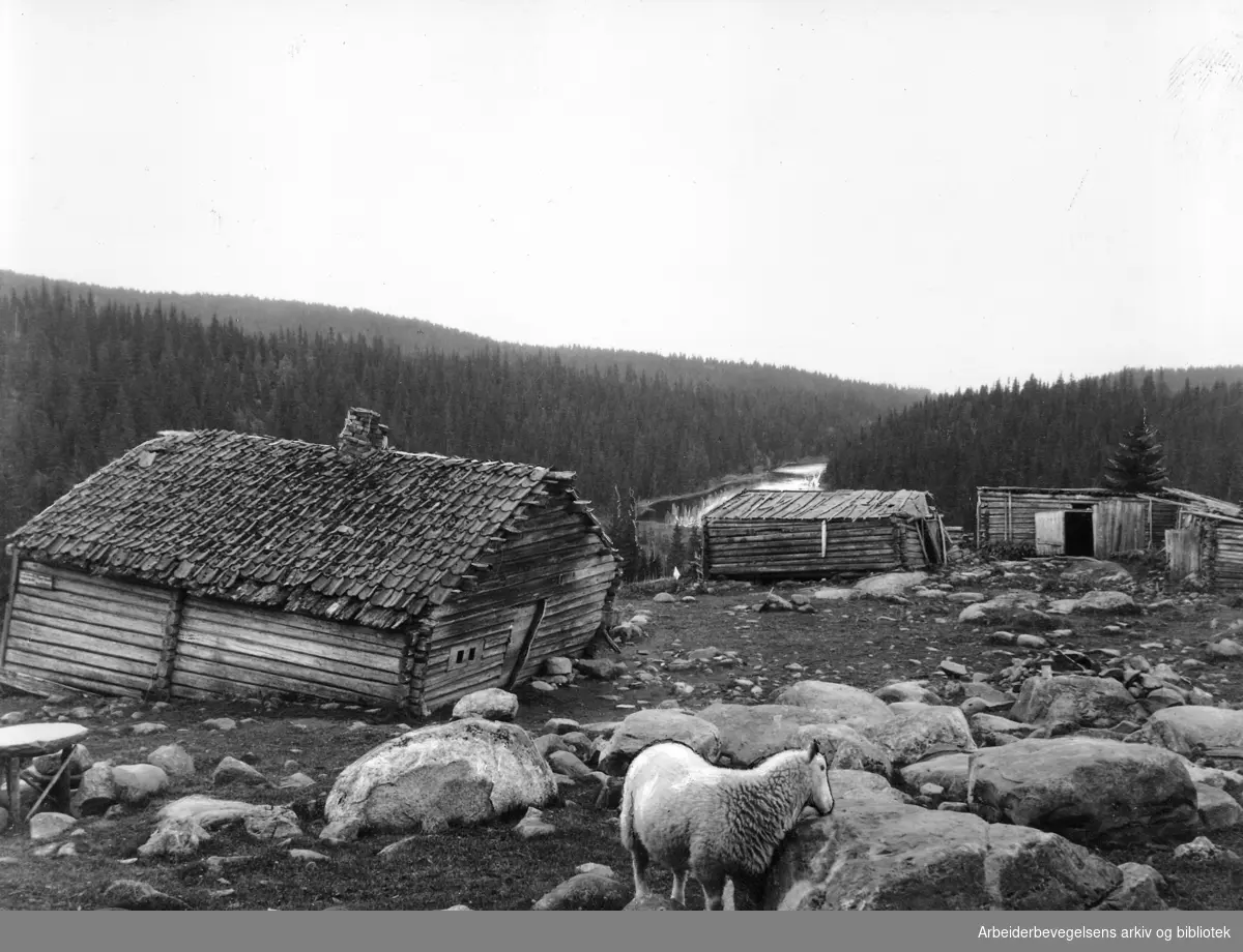 Krokskogen i Nordmarka.1931