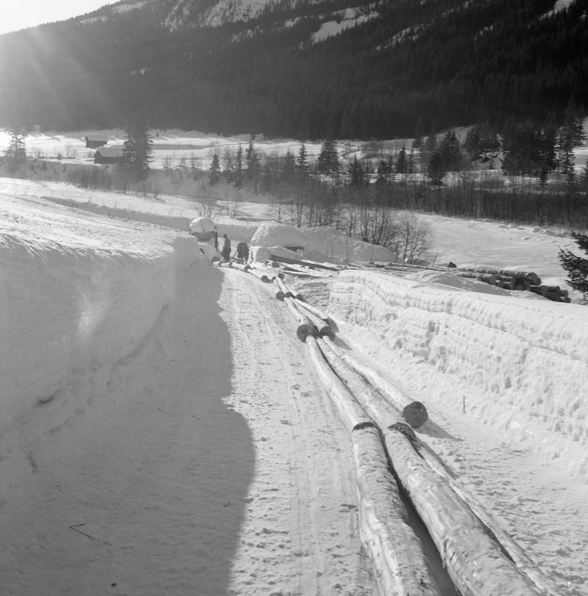Hankekjøring av tømmer i Vestre Gausdal i mars 1967. Fotografiet er tatt idet kjørekaren Reidar Solberg og hesten hans hadde nådd endepunktet for den transportetappen de hadde ansvar for, en velteplass ved brøytet bilveg nede i dalbotnen. Bak hesten ser vi den fremste delen av hankevendinga, barket tømmer som var kjedet parvis sammen for å kunne slepes bak en stutting. Høyere oppe i lia foregikk hankekjøringa  på en enkel veg som tømmerkjøreren hadde måkt og tråkket i et terreng der det ennå ikke var særlig mange skogsbilveger. Ei normalvending under hankekjøring i det bratte terrenget i Vestre Gausdal var på om lag tre tylfter (36 stokker), men under gode forhold skal det ha vært kjørt vendinger på oppimot 100 stokker. Hvor mye tømmer som fantes i den vendinga som er avbildet her vet vi ikke eksakt. I dette tilfellet vet vi imidlertid at det var tre kilometers kjøreveg. Når strekningen var såpass lang rakk tømmerkjørerne bare to vendinger om dagen i den mørkeste tida (desember-januar). Dette fotografiet ble tatt i mars 1967, da Kjell Søgård og Tore Fossum fra Norsk Skogbruksmuseum var i Vestre Gausdal for å gjøre opptak til en kulturhistorisk dokumentasjonsfilm om tømmerkjøringstradisjonene i bygda. I kommentarene til filmen sier gausdølen Nils Bjørge følgende: «Under hankekjøring lyt det væra godt samspell mellom hæst og kar, ska’ vendinga gå godt. Enkelte øykje lære konsta bæ’re ell andre. Døm tek hardt ti før å få løyst vendinga i starta, og så legg døm seg kraftig ti sæla’n der det er flate og tunge strekninger.»