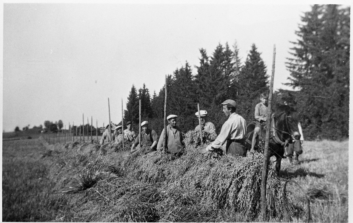 Slåttonn eller skålonn på gården Lie, Østre Toten, ca. 1935. Det kan se ut som om det er kornband som blir hengt på hesja. Personene er ikke identifisert.