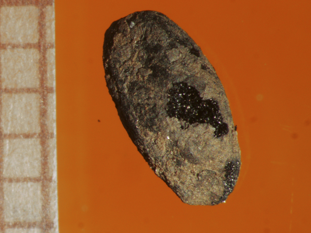 Et forkullet frø av seksraders bygg (Hordeum vulgare, S.B.).