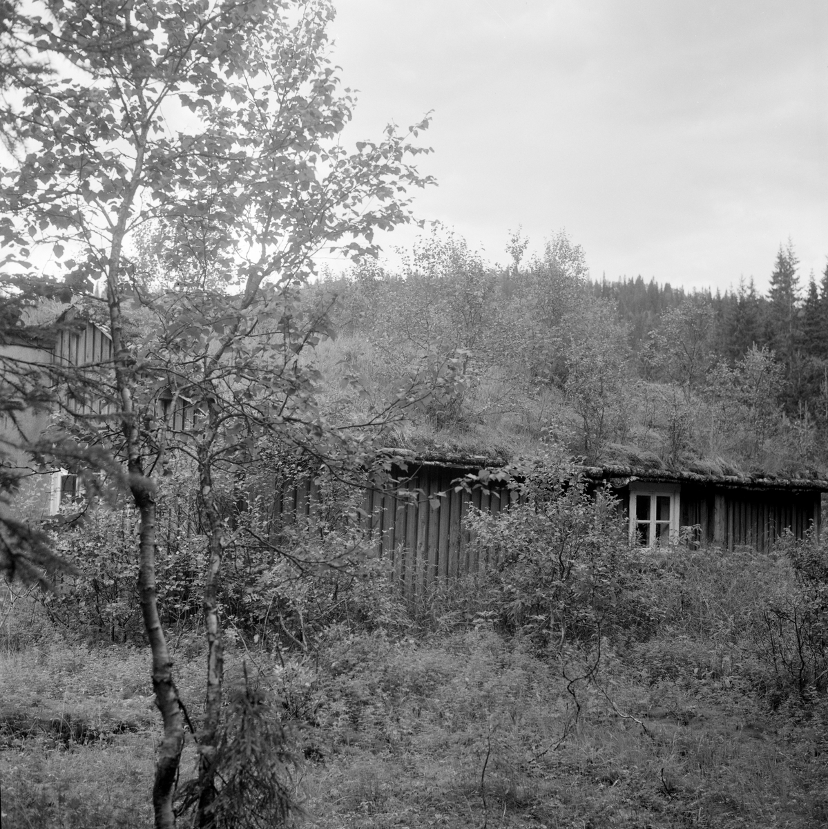 Ytterengkoia i daværende Kolveried kommune i Ytter-Namdalen, fotografert i 1964. Dette er en skogstuetype som skal ha vært vanlig i Trøndelag. Den har mannskapsrom i den ene enden og stall i den andre med et mellomliggende «peskhus», som var åpent på den sida av bygningskomplekset som her vender mot fotografen, men var stengt med en enkel bordvegg på den andre sida. Peskhuset ble brukt som lager for høy til skogshestene og som oppbevaringssted for ved som ble brukt i komfyren som var varmekilde i mannskapsrommet. Både stallen og mannskapsrommet var laftekonstruksjoner, noe som ikke så lett lar seg lese ut fra dette fotografiet, for da det ble tatt var disse bygningsdelene utvendig bordkledd. Den opprinnelige løsningen med mannskapsrom, peskhus og stall på rekke var supplert med tilbygg i begge gavlendene. Inntil stallen var det reist et bindingsverksskur med bølgeblikktekket pulttak, og mannskapsrommet hadde også en forlengelse, et tørkerom, utført i bindingsverk med pappkledning og platetak som hadde røykavløp via et blikkrør. På det ellers torvtekte saltaket vokste det bjørkekratt som tydet på at det var lenge siden denne skogstua hadde vært brukt og vedlikeholdt.  Dette fotografiet er tatt mot mannskapsrommet og den «bakre» langveggen. Vinduet vi ser til høyre i bildet kastet lys inn i peskhuset.

Norsk Skogbruksmuseum ønsket i 1960-åra å supplere den østlandsdominerte samlinga av skogshusvære i friluftssamlinga på Prestøya med koietyper fra andre norske skogdistrikter. I 1965 fikk de dette bygningskomplekset som gave fra daværende grunneier, Bangdalsbruket. Karsten Solum (1923-1970) og Bjarne Myhre (1922-1977) bisto med demontering, og sistnevnte hadde også hovedansvar for gjenoppføringa på museet.  Her gjenoppsto Ytterengstua eller Bangdalskoia uten den sekundære ytterkledningen, uten tilbyggene i gavlendene og uten den inntrukne piskhusveggen, som antakelig også var sekundær. Jfr. Norsk skogmuseums bygningssamling - SJF-B.0029 - der det finnes mer informasjon.