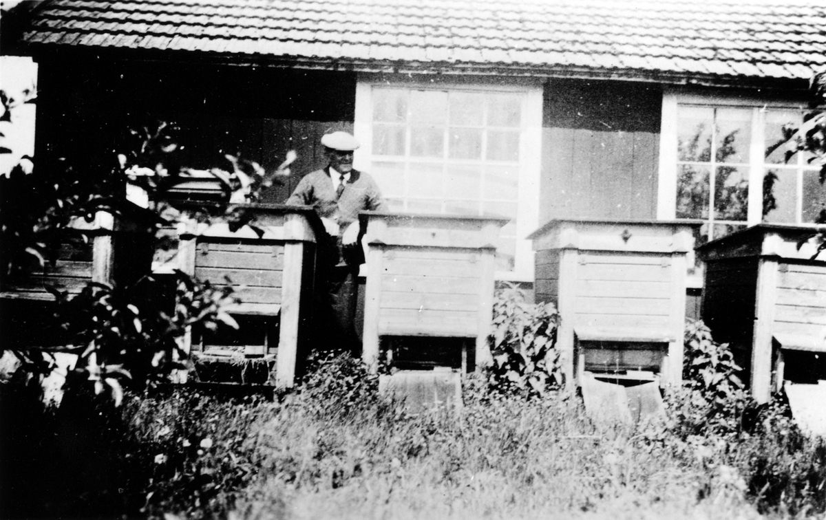 En man står vid ett antal bikupor i Alex Carlssons handelsträdgård i kv. Fregatten. Trädgården startade 1916-17 och drevs fram till 1940-talets början. Alex Carlsson hade tidigare, 1910-16 en speceriaffär på Stampen. Vid sidan om trädgårdsskötseln sålde han även honung och som mest hade han 21 bisamhällen.