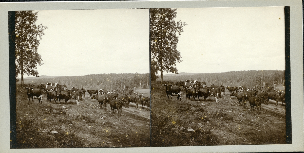 Västanfors sn, Fagersta kn, Västanfors.
 Stereoskopiskt foto (3-D), c:a 1909.