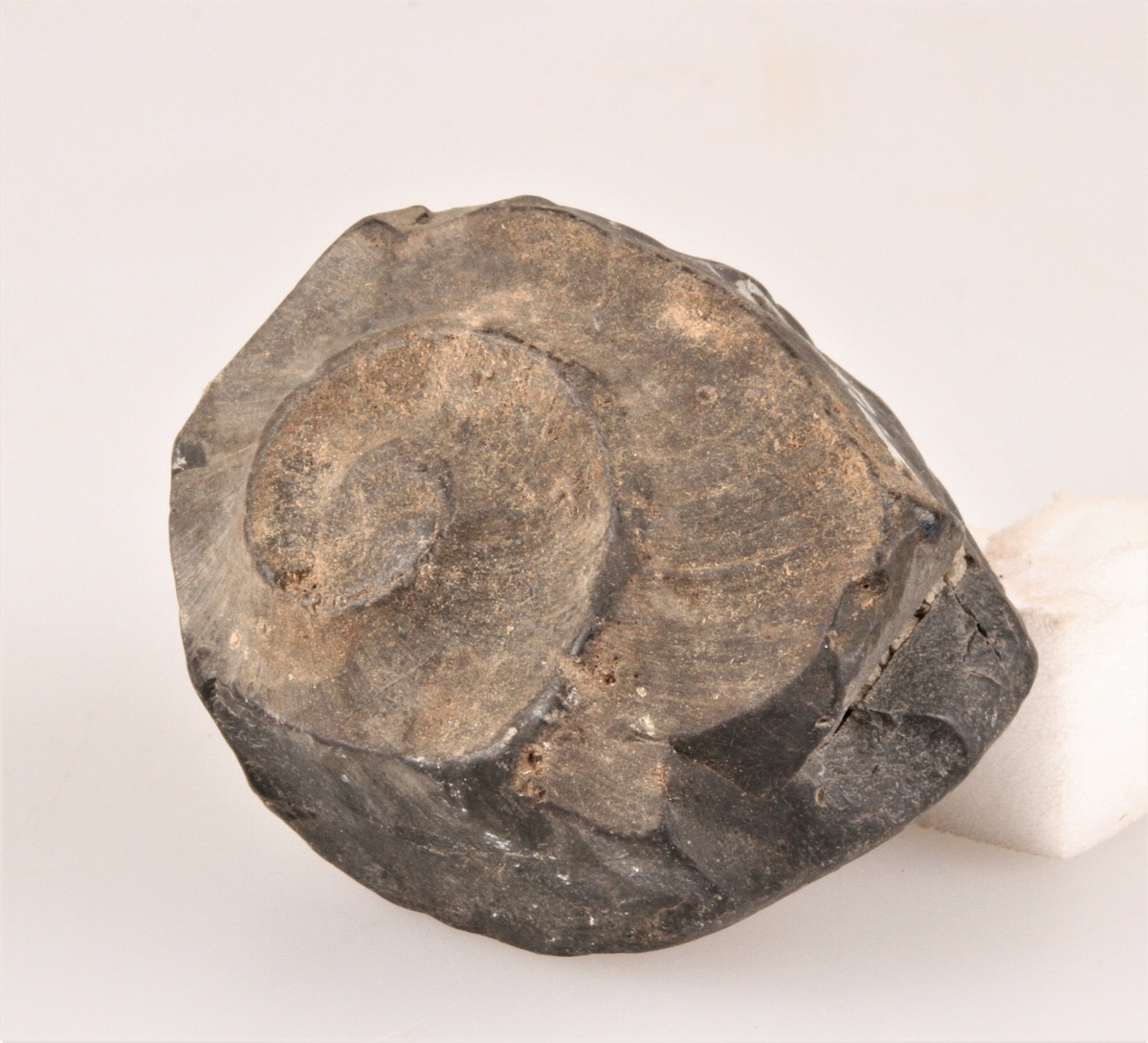 Fossil snegle