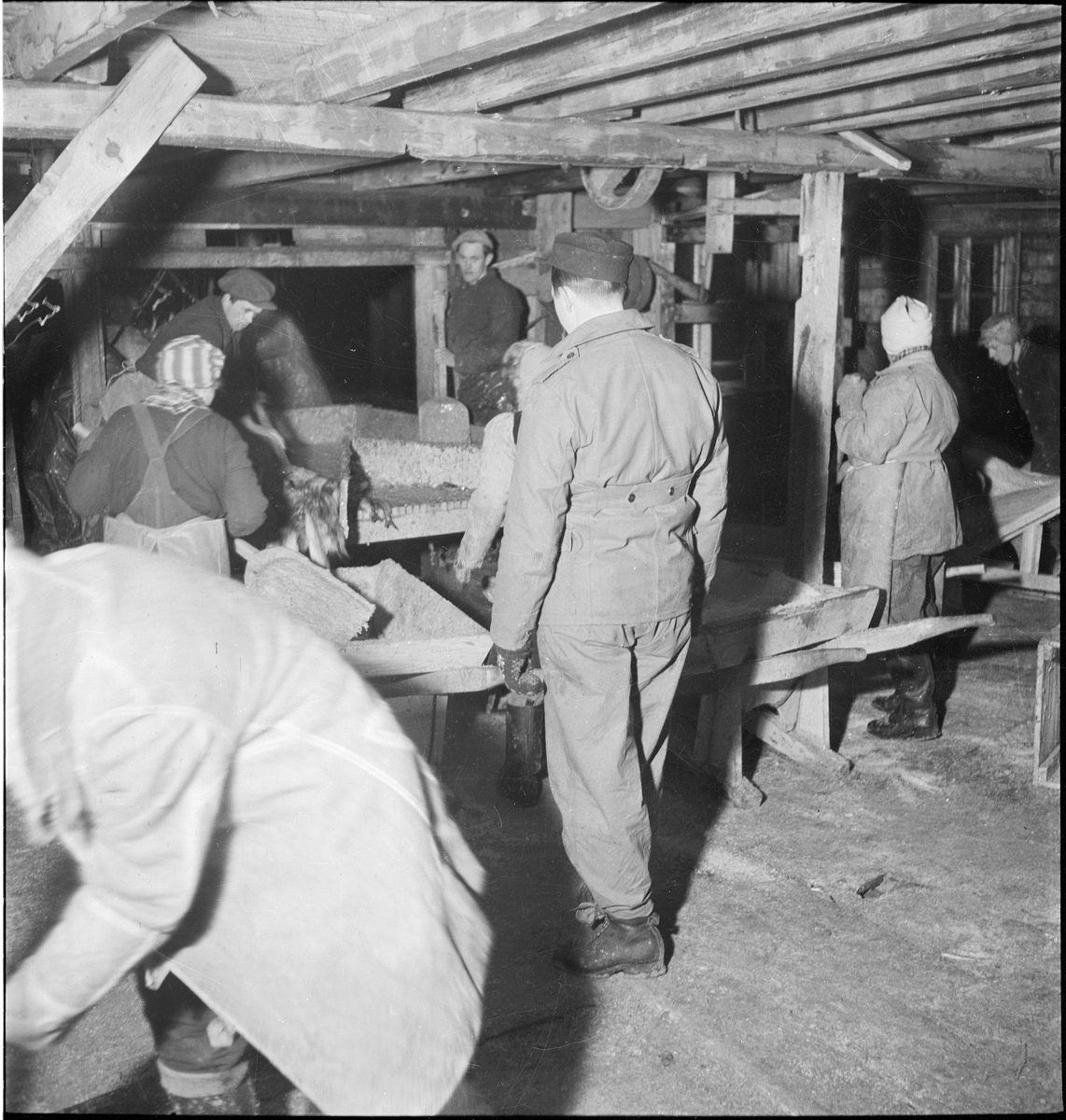 Et sildemottak i Egersund. Sild ganes og saltes i en sildekum og gutter fordeler sild i flere kamre, med tønner i bakgrunnen.