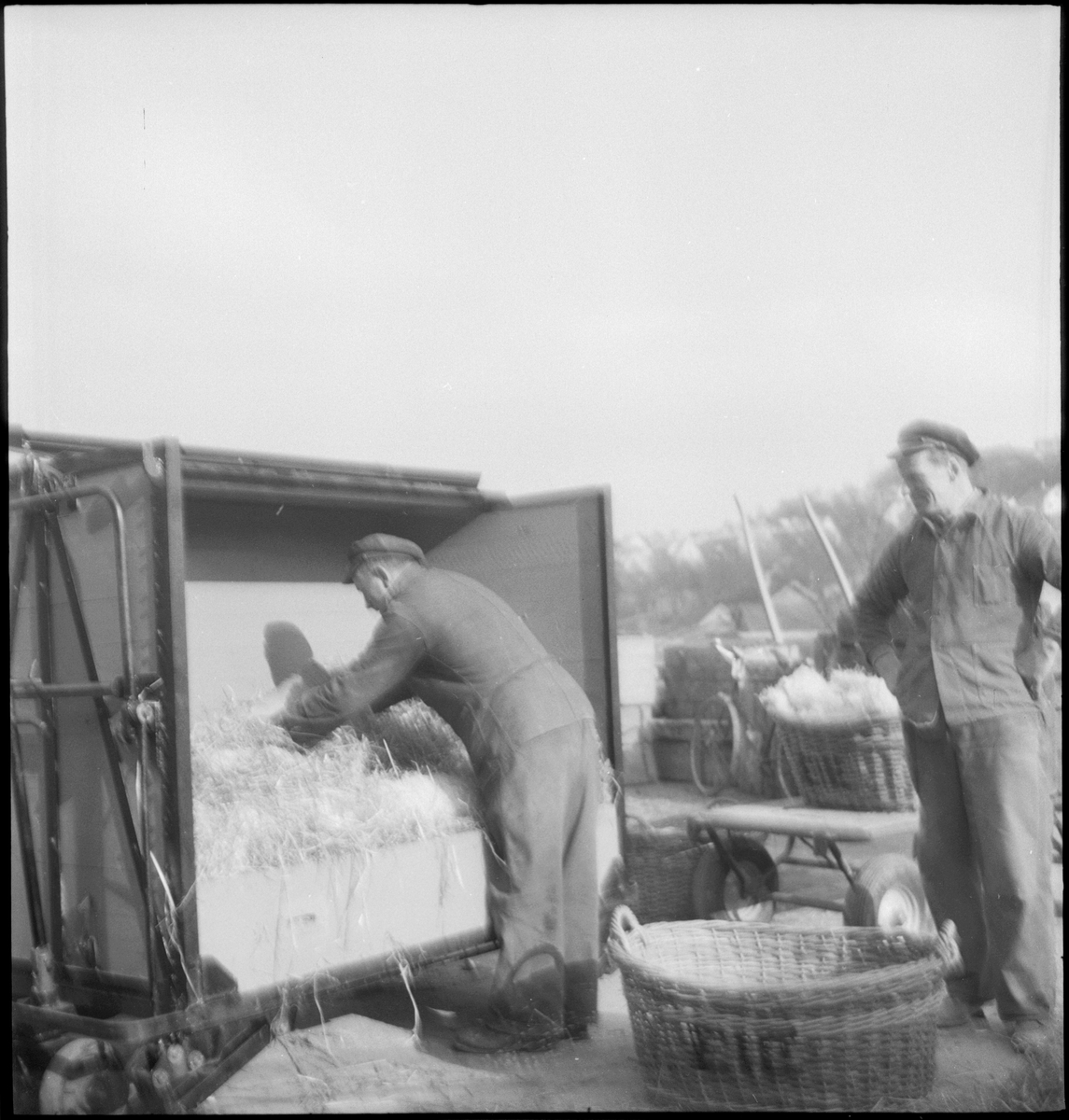 To menn pakker leirkrukker i en trillevogn. De har lagt høy rundt som støtsikring.