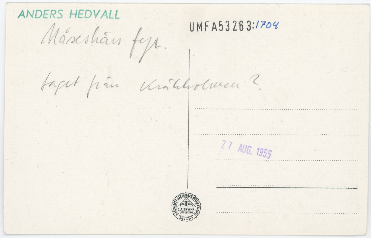 Tryckt text på kortet: "Stormmotiv, Bohuslän".
Noterat på kortet: "Måseskärs fyr. Taget från Klädesholmen?".