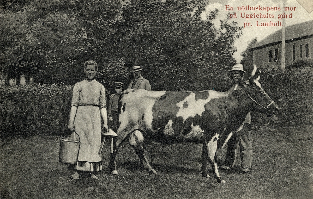 En prisbelönt ko visas upp i trädgården på Ugglehults gård, Aneboda. 1909.