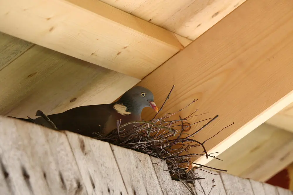 Foto av en ringdue som sitter i reiret sitt oppunder et tak