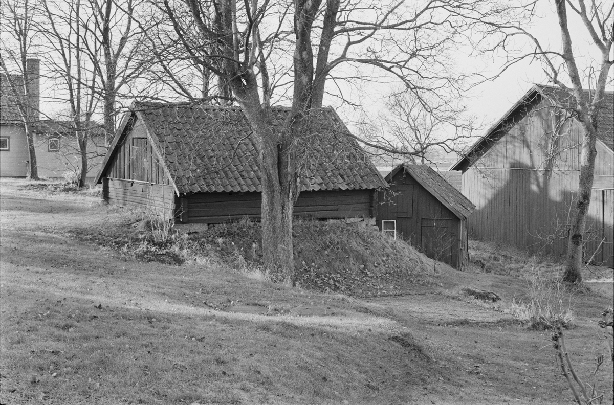 Källare, svinhus och lada, Norrhällby 3:4, Norrgården, Vaksala socken, Uppland 1978