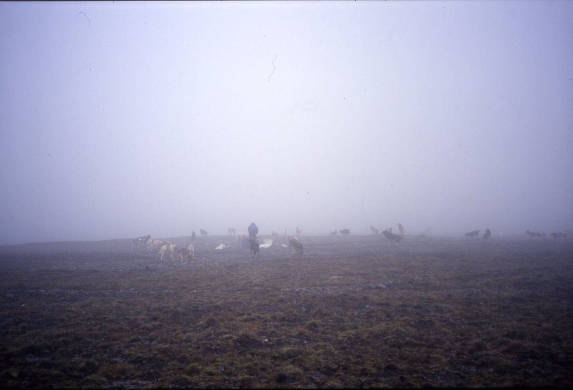 Disigt och mulet väder. Man anar ett stort antal hundar på en gård med draghundar i närheten av Longyearbyen.