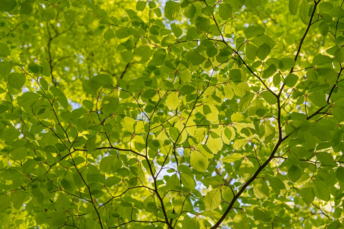greiner-og-bladverk-fra-et-b-ketre-fotografert-en-solblank-v-rdag-f-r