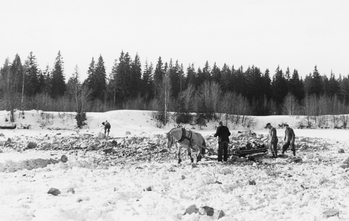 Sprengning av steinskjær i Glomma ved Lille-Grundset i Elverum i 1955, antakelig for å hindre at fløtingstømmeret skulle binde seg i digre hauger på dette stedet når våren og sommeren kom.  Arbeidet ble gjort vinterstid, mens elveleiet var dekt av is og snø, og mens vannstanden var lav.  Fotografiet er øyensynlig tatt etter at sprenginga er gjort.  En fjording med slede er i ferd med å kjøre vekk et steinlass fra sprengingsstedet.  I tillegg til kjørekaren er det to menn, som antakelig har bistått med opplessing, ved sleden.  I bakgrunnen til venstre ses ytterligere en mann.  Elvebakken er snødekt med en del krattskog.  Innenfor står det en velvokst granskog.

Glomma fellesfløtingsforening - og tidligere Christiania Tømmerdirektion - hadde fra andre halvdel av 1800-tallet og framover sprengt mange steinskjær som hadde hindret fløtingsvirkets framdrift i vassdraget. Etter at isgang fra andre halvdel av 1920-åra og framover ble et stadig hyppigere problem for grunneierne langs Glomma i Midt-Østerdalen, oppfattet mange av dem sprenginga som en del av årsaksbildet, ved sida av Aursund-reguleringa, som førte til større vintervannføring. En av talsmennene for en slik oppfatning var Knut Kristiansen (1877-1942), som var ordfører i Stor-Elvdal da dette lokalsamfunnet førte sak mot staten og fløtingsforeningen. Den 19. september 1934 siterte regionavisa Østlendingen Kristiansens vitnemål i saken slik:

«Ordfører Knud Kristiansen, Stor-Elvdal, oplyste at han var født i Stor-Elvdal og hadde vært ordfører i bygda side 1-1-1926. Han har tidligere deltatt i fløtning i Glåma fra Alvdal og nedover, siste gang i 1904. Senere har han også deltatt i fløtning i Neta – en bielv til Glåma. Han har også drevet tømmerkjøring til Glåma, siste gang i 1925 ved Furuseth. Derimor har han aldri kjørt tømmer til den del av Glåma som denne sak knytter sig til. Fra høsten 1926 har han som ordfører i bygda med særlig interesse fulgt elvens forhold fra høst til vår på de forskjellige kanter.

Skadegjørende overvatning i Glåma har han ikke kjent til før høsten 1927. Efter hans mening har den skadegjørende overvatning i de siste år vært av meget mindre utstrekning enn i årene fra 1927 og utover. Han tilskriver denne bedring at tapningen fra Aursunden i de siste år er forandret. Han tilskriver også bedringen den omstendighet at elvebunnen den siste periode er blitt mere som den var før. Det blev nemlig for en del år siden foretatt stensprengning i Glåmas løp, hvilket han mener vanskeliggjorde isforholdene. Men efterhvert vil der skyte op nye sten i elveleiet og sli at dette blir som før sprengningen. Han nevner som eksempel på stensprengningens betydning forholdene i bielvene Søkunna og Neta. Visstnok i årene 1909 eller 1910 blev det foretatt en kanalisering av Søkunna og en mengde stor sten blev skutt bort. Den påfølgende høst stablet isen op under islegningen der hvor kanaliseringen var foretatt, mens isforholdene ovenfor i elven fremdeles var som før.

I Neta er foretatt mange sprengninger av stor sten. Resultatet er blitt at elven derefter førte med sig løs jord og grus, som dannet store sandører, således at elven måtte nedlegges som fløtningselv.

Ordføreren bemerket for øvrig at der på grunn av de særlige forhold ikke kan trekkes bindende slutninger fra forholdene i Søkunna og Neta til forholdene i Glåma.

Ved Rasta, hvor vidnet bor, og hvor Glåma går forbi, er der ikke større sten i elvebunnen. Her har der i de senere år nok inntruffet overvatning, men ikke av særlig skadegjørende art. Han tilskriver dette at elven her går stille og at elvebredden er så høi at vannet under overvatning ikke kommer inn over land.

Når han har forklart at overvatning ved Rasta ikke har vært særlig skadegjørende, tenkte han alene på skaden på jord. Overvatningen har imidlertid vært til betydelig hinder for tømmerlegning på is.

Han fremholdt videre at efter hans erfaring inntrådte tidligere – før Aursundreguleringen og før de store stensprengninger i Glåma, overvatning alene under mildvær, mens den efter disse forandringer i elven også inntrer i kuldeperioder. Dette gjelder også overvatning ved Rasta.»