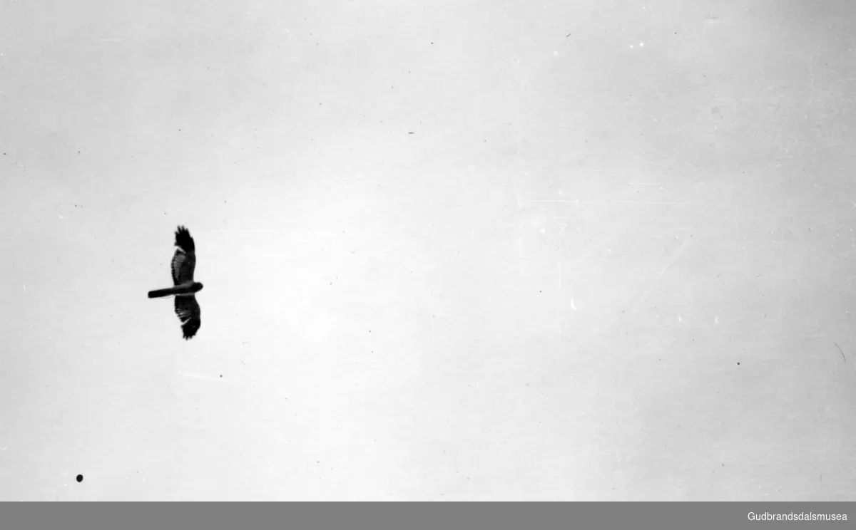 Myrhauk hann i flukt over Fokstumyra sommeren 1940.