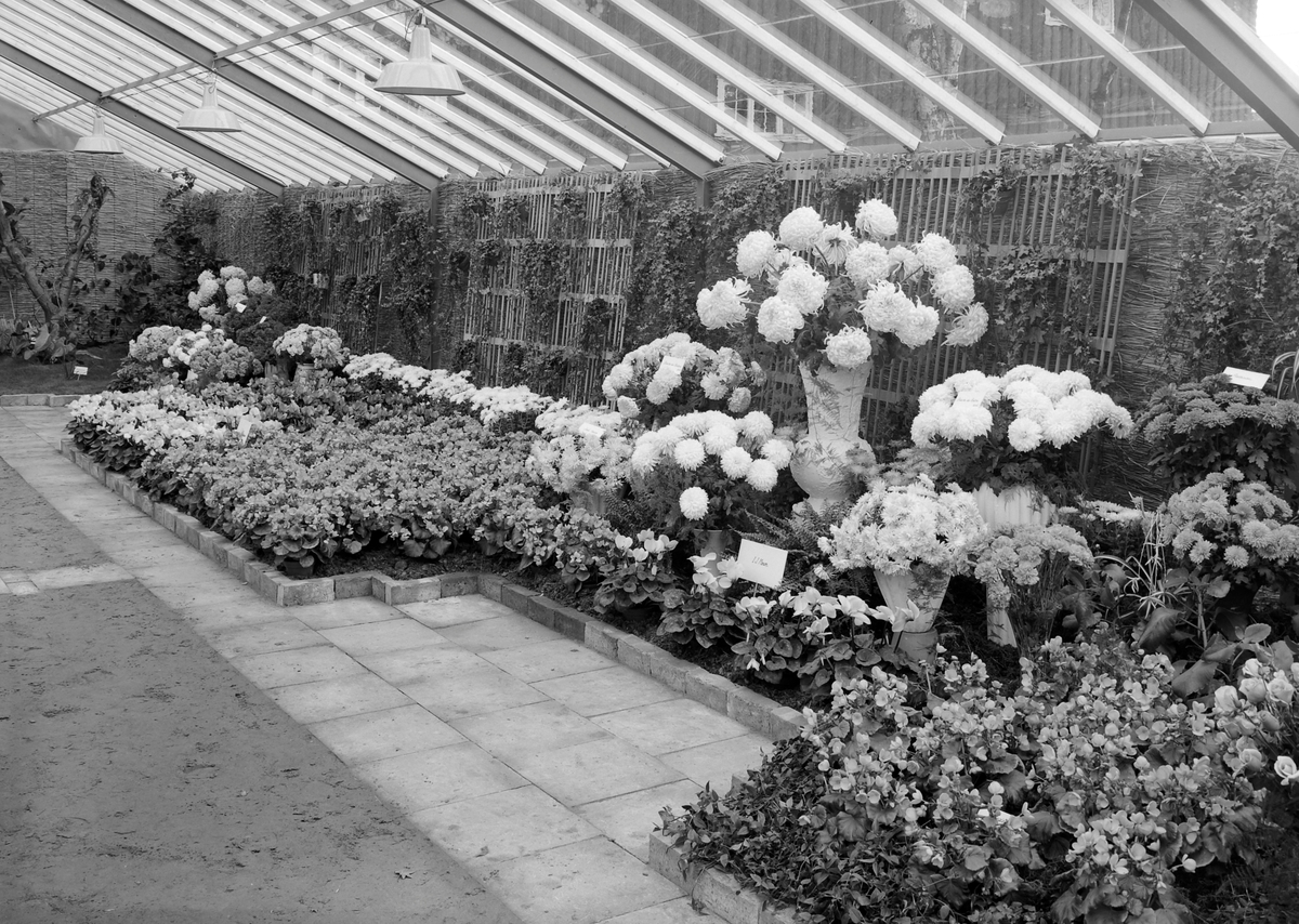 Trondheim Gartnerforenings blomsterutstilling 1953