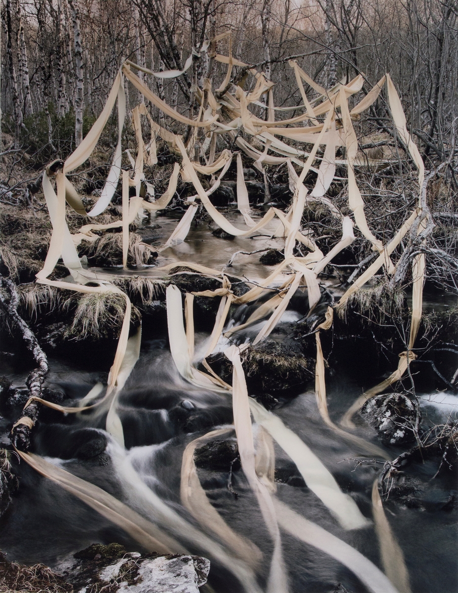 I en skog full av björkar syns ett virrvarr av tygstycken hopflätade med de omgivande träden och växtligheten. Ett naturligt vattendrag rinner emellan och tygen följer vattnets väg nedåt i bilden.