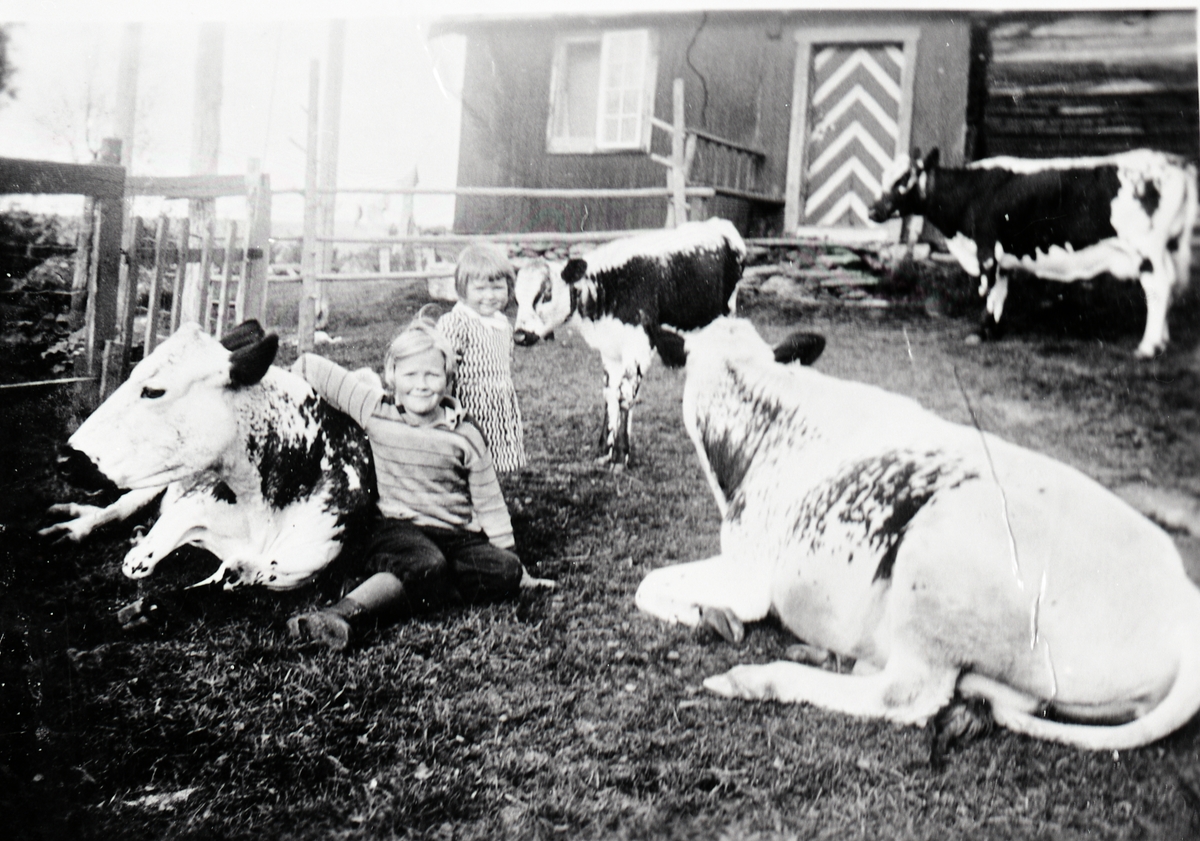 To jenter er ute på setervollen sammen med tre kyr og en kalv