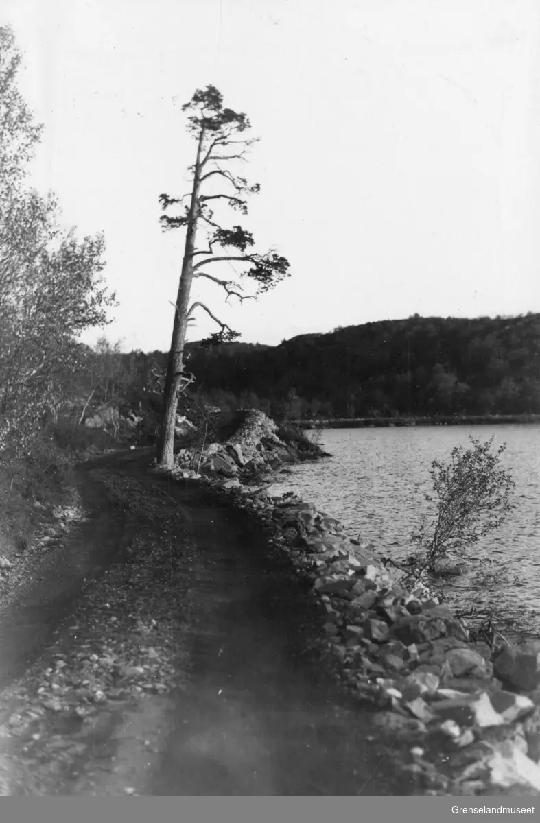 Storfurua ved Store Peskvann. Fra Ørnevandsforekomsten, 27/9-1937