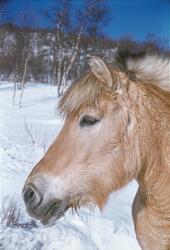 Hest ute i snøen på Aust-Førnes