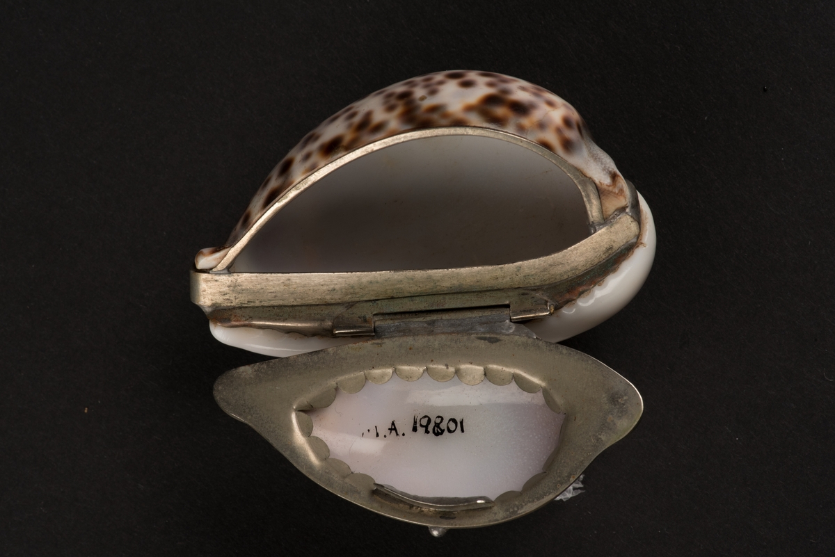 Snusdosa tillverkad av en kaurisnäcka.
Snäckan, cypraea tigris, är vit med bruna fläckar. 
Undersidan är delad och gjord till ett ledat lock. Kanterna och infattningen är gjord av vitmetall och locket öppnas med ett gångjärn.