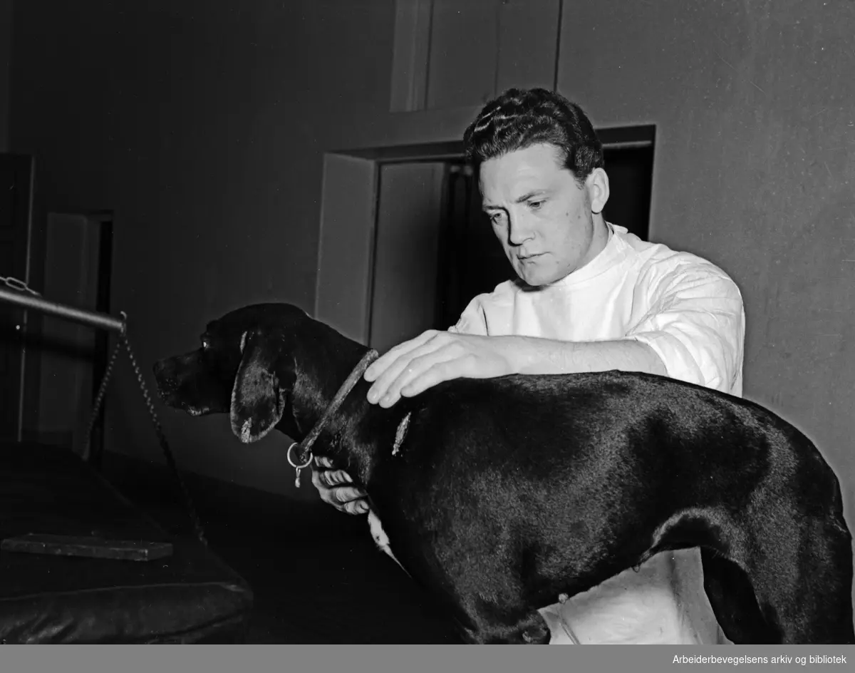 Cheval dyrehospital. Veterinær. Februar 1949