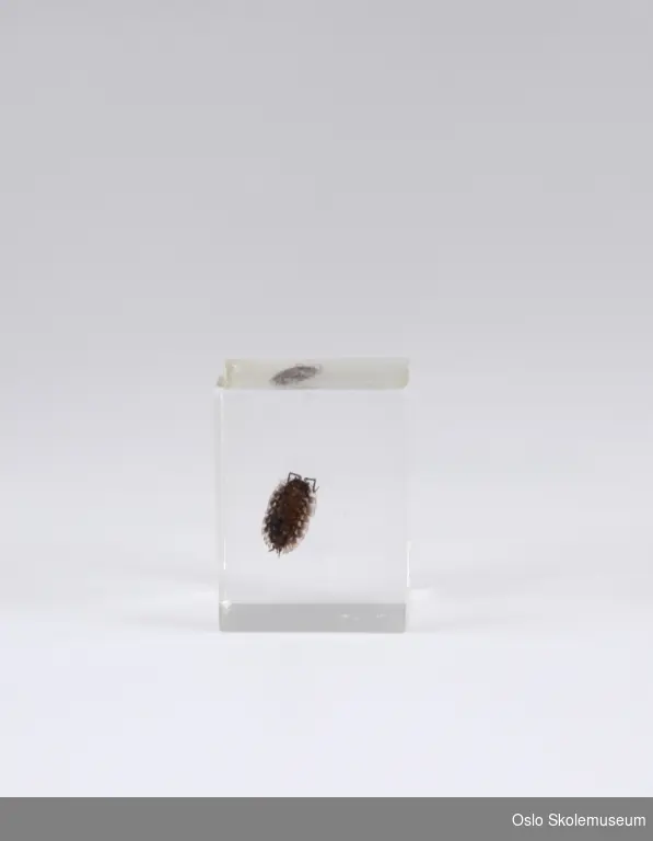 En bille (Skrukketroll) innkapslet i en firkant av gjennomsiktig materiale.