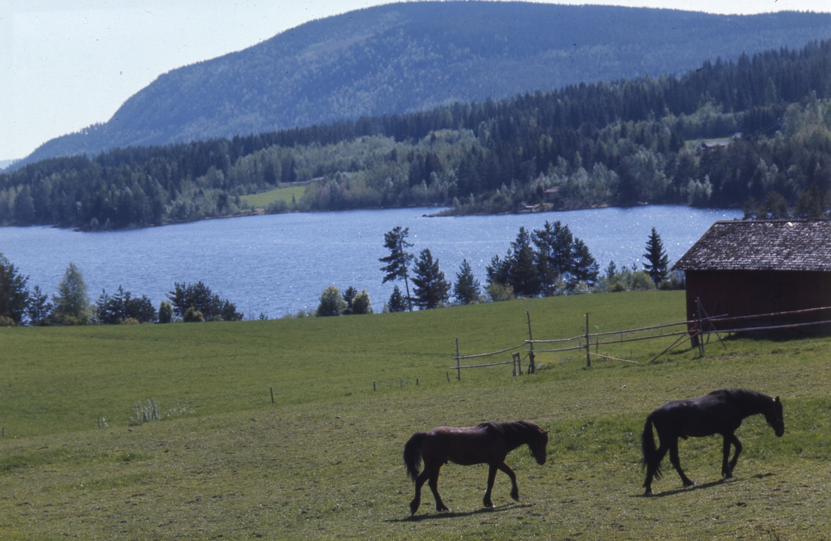 Två hästar på sommarbete vid Orsjön i Undersvik med Åsberget i bakgrunden.