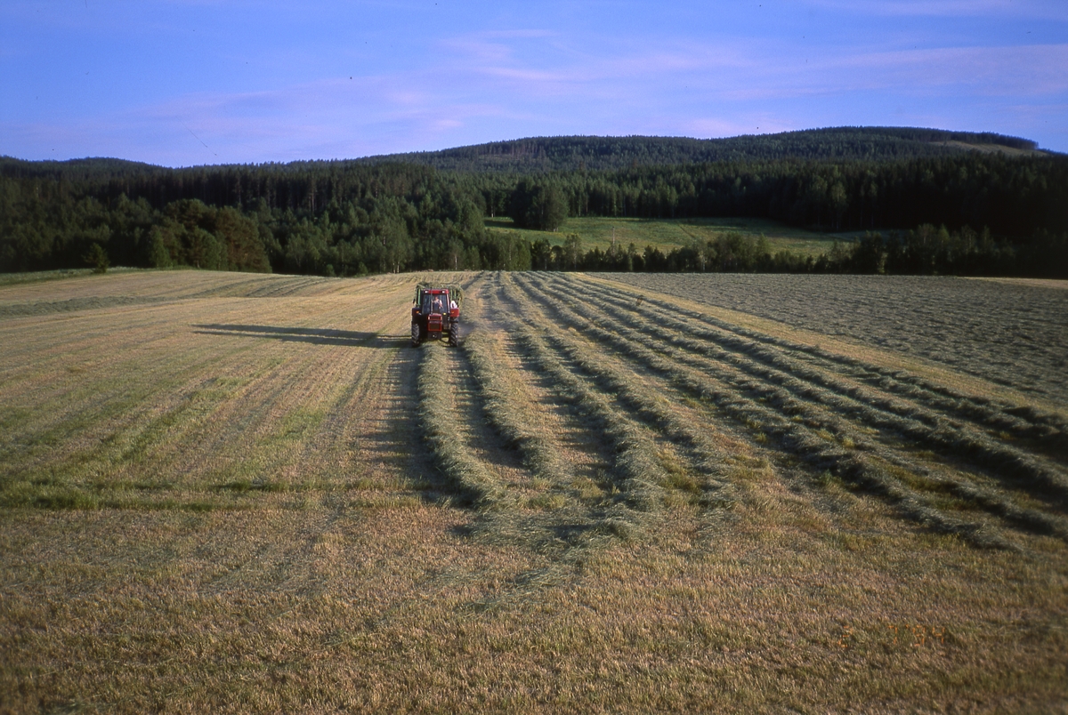 Traktor på en åker med strängar av hö vid Sunnanåker 2 juli 1994.