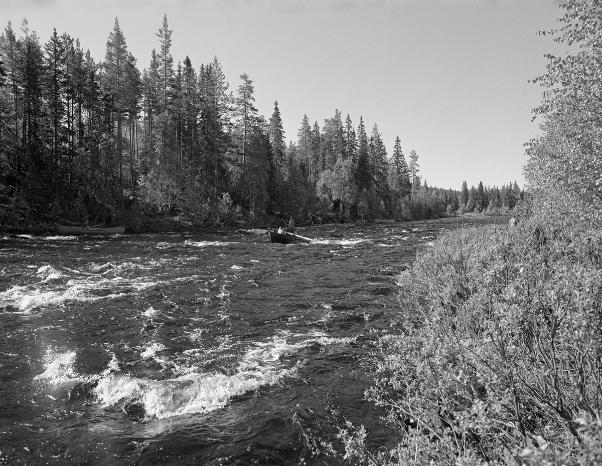Sluttrensk i elva Stor-Grøna i Trysil, Hedmark. Fløtere i robåt på vei ned elva etter å ha løsnet en stor tømmervase som hadde bygd seg opp langs elveløpet.