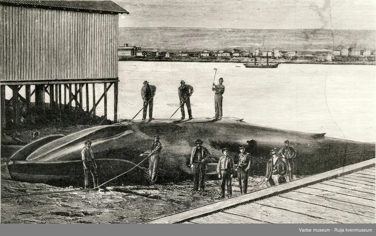 Tegning fra Sven Foyns guanoanlegg på Vadsøya Menn som flenser en hval