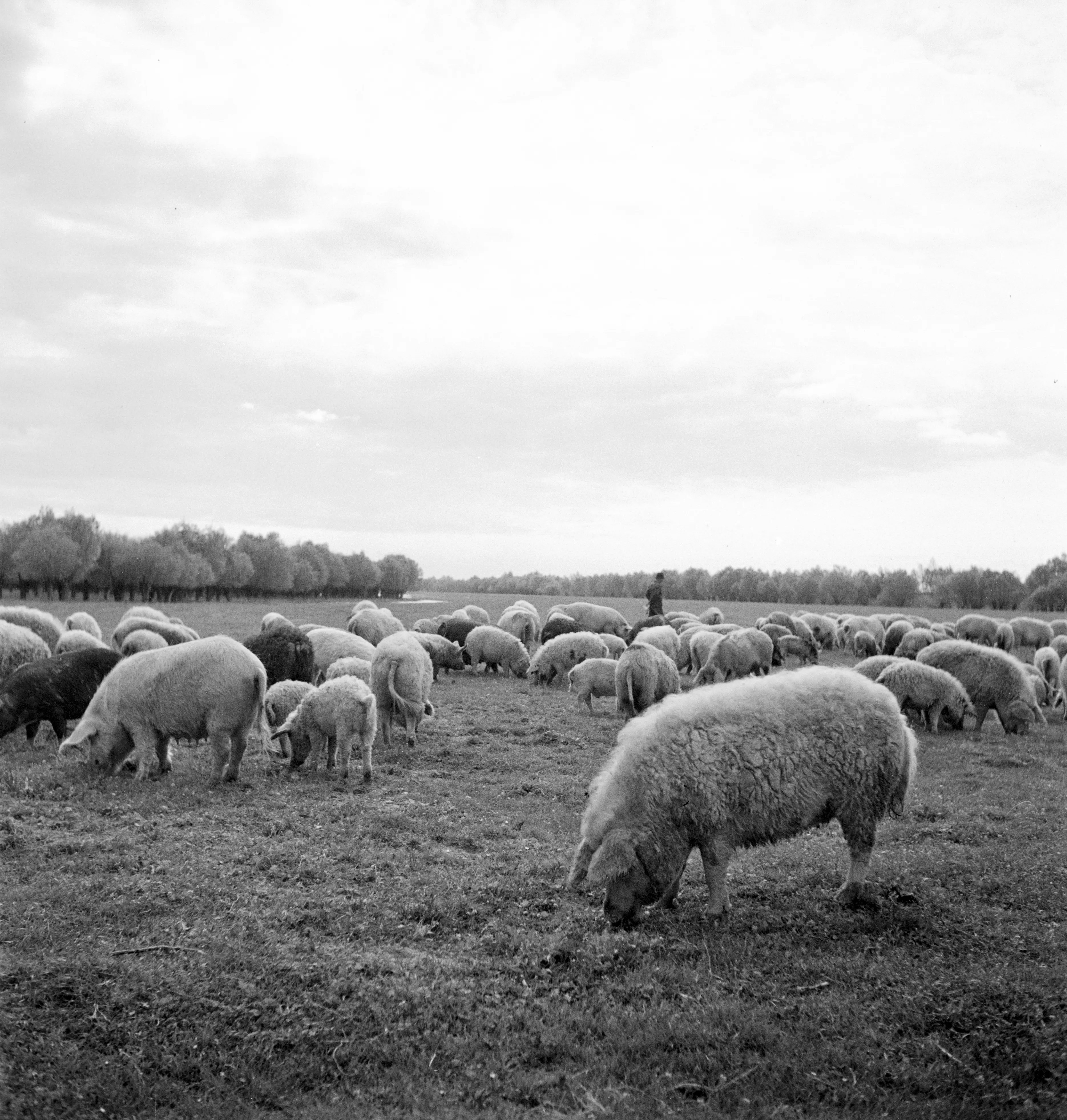 Ungerska ullsvin i Ráró. Tjeckoslovakien-Ungern-Österrike 1935 ...