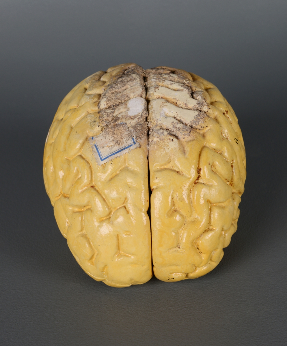Undervisningsmodell av en hjerne. Gjenstanden består av fire deler som kan åpnes og festes sammen med tynne metallstenger. De anatomiske delene er merket med tall og bokstaver.