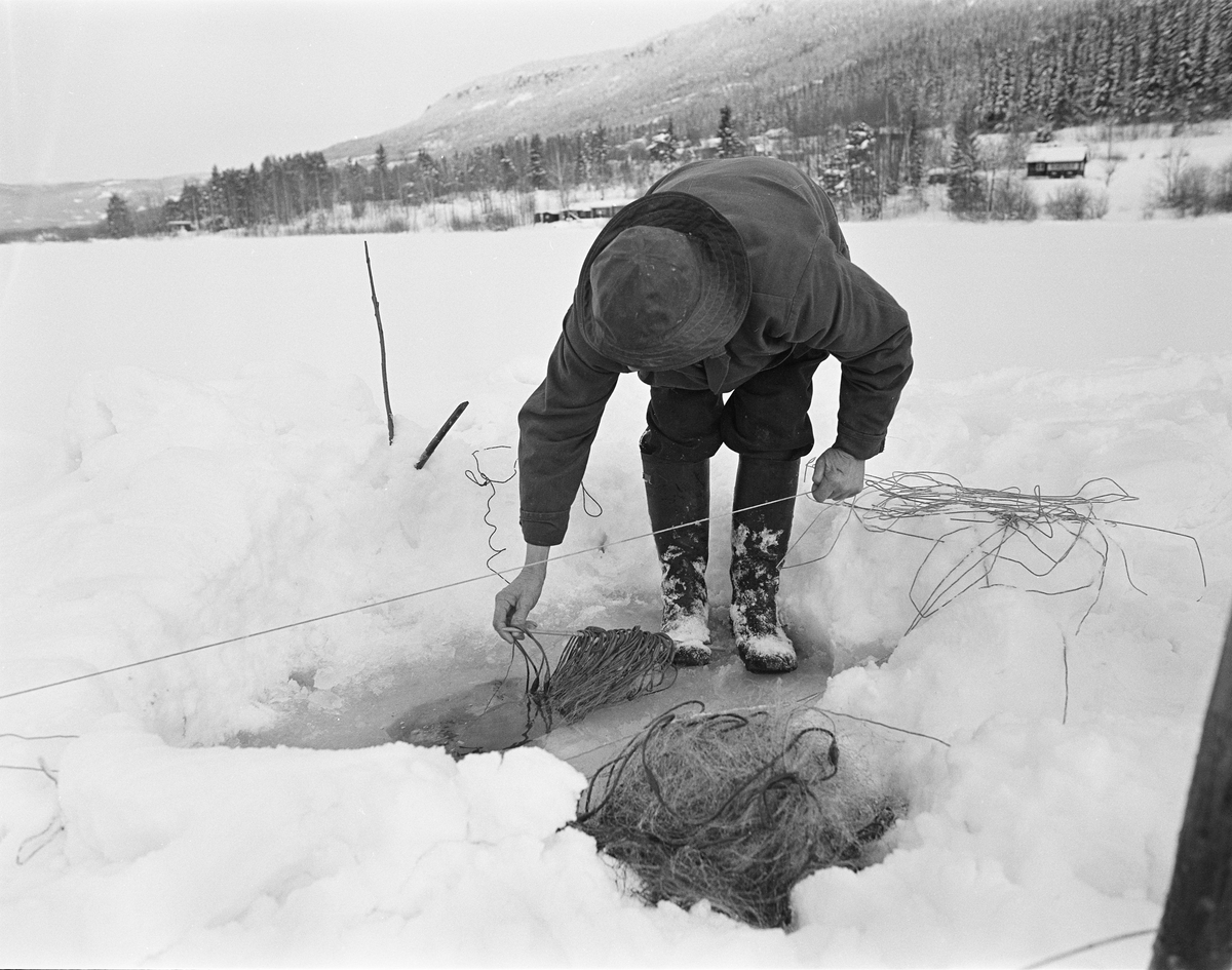 Yrkesfisker Paul Stensæter (1900-1982) fisker med garn under isen i Steinsfjorden, en sidearm av Tyrifjorden på Ringerike i Buskerud. Dette fotografiet ble tatt vinteren 1978. Stensæter sto bøyd over et hull han hadde hogd i isen. Med den ene foten holdt han fast ei stikke med et garn som han varsomt trakk ned i vannet ved hjelp av et snøre han holdt i venstre hand.  Ved sida av det nevnte hullet lå et garn Stensæter nettopp hadde trukket opp. 

I 1970-åra var etnologen Åsmund Eknæs fra Norsk Skogbruksmuseum flere ganger på besøk hos Paul Stensæter for å observere ham i arbeid og intervjue ham om fiskeaktivitetene på ulike tider av året. Museumsmannen sammenfattet den kunnskapen han tilegnet seg om garnfisket under isen på Steinsfjorden slik:

«Sikfiske med garn. Dette fisket foregikk på to steder, i åpent vann ute i Tyrifjorden og under isen i Steinsfjorden. Tyrifjorden er ofte åpen langt utover vinteren og det hender at den ikke legger seg i det hele tatt. De dro da i båt over fra Steinsfjorden og satte garn på ganske store dyp, 20-40 favner. Når det ble fisket for fullt ble det brukt 20 garn. 10 sto ute mens de øvrige var hjemme til tørking.

Garnfisket under isen i Steinsfjorden begynner så fort isen legger seg om høsten, fordi tynn og gjennomsiktig is er en fordel når garna skal settes ut første gang. Å sette ut garn under isen kaller Paul for øvrig «å høgge ut garna». Dette krever en spesiell teknikk. Er isen gjennomsiktig, foregår det på følgende måte: To hull hogges med så lang avstand som lengda på garnet. Ei rett granstang på 7-8 m stikkes ned i det ene hullet med den tynneste enden først. I den tykkeste enden er det et hull hvor det blir festet ei snor. Stanga blir nå skjøvet i full fart mot det andre hullet. En viktig detalj ved denne stanga er at den skal være nyhogget. Da ligger den dypere i vannet og skubber mindre mot isen. Stanga går ikke helt fram til det andre hullet. Der den stopper blir det hogget et mindre hull og den skyves videre ved hjelp av en kjepp med ei kløft i enden. Når snora er brakt fram på denne måten, er det en enkel sak å trekke garnet under isen. 

Men er isen ugjennomsiktig, slik at det er umulig å se stanga, må Paul gjøre det på en annen måte. Da finner han ei lang stang med god krumming på. Så hogger han hull så tett at stanga kan stikkes ned i det ene og komme opp igjen gjennom det neste.

Garnet er nå på plass under isen og står på bunnen på 5-10 favners dyp. Fra hver ende av garnet går det ei tynn snor opp til hullet i isen. Snorene går ikke opp gjennom hullet, men er festet litt ved siden. Dette er gjort for å hindre at han hogger dem av når is som har dannet seg i hullet skal fjernes.

Dagens nylongarn tåler å stå ute hele vinteren. Tidligere, da lin og bomull var mest brukt, var det nødvendig å ta garna opp og tørke dem. Av de 20-40 garn som Paul brukte, var halvparten til tørk.

Ettersynet, som gjerne foregår annenhver dag, begynner med at han får tak i snorene fra garnet ved å stikke en pinne med krok på innunder isen. I den borteste enden løsner han garnsnora og fester isteden ei lang nylonsnor til garnet. Tidligere brukte han snor av tvunnet hestetagl. Snora er så lang at den også rekker bort til der han står oppå isen. Ved trekkinga tar han ut fisken etter hvert. Når hele garnet er trukket, blir han stående på samme sted, tar tak i snora og drar garnet ut igjen samtidig som han passer på at det går ordentlig.

I sterk kulde vil det våte garnet fryse til en klump og være umulig å sette igjen. For å hindre dette hogger han ei grop i isen bak hullet og fyller denne med vann. Etter hvert som han trekker garnet putter ha det ned i gropa og det holder seg opptint til det skal settes igjen.

Når det blir mildvær og fare for at isen skal gå opp og komme i drift, må det tas spesielle forholdsregler for å hindre at garna blir dratt med isflak og forsvinner. Paul binder i slike tilfelle inn en bit snelletråd i den snora som går fra isen og ned til garnet. Kommer isen i drift, vil snelletråden ryke, og garnet blir stående igjen på samme sted. Det er da en forholdsvis enkel sak å sokne etter det.

Garnfisket ga jevne tilførsler av sik gjennom det meste av vinteren. Vintersiken i Steinsfjorden er noe mindre enn høstsiken. Det går omkring 4 på kiloen, mot 3 om høsten. Fangstene varierer fra noen få til 25-30 pr. garn. Med 10 garn ute vil han kunne få opptil 200-300 sik eller 50-70 kilo. Men da blir garnene trukket bare annenhver dag.»