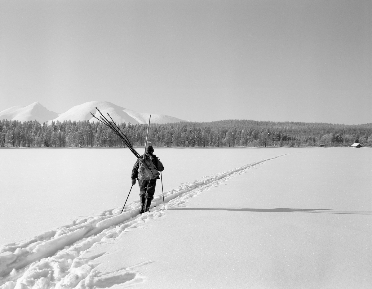 Osvald Kolbu går på ski på Isteren i forbindelse med at han skal fange lake med fiskesaks (gjeddesaks). Isteren, Engerdal, Hedmark. Bildet ble tatt i slutten av februar 1977.