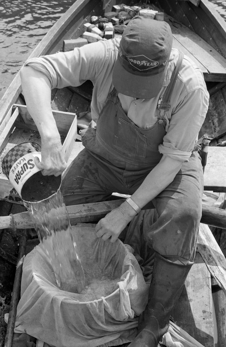 Yrkesfiskeren Paul Stensæter (1900-1982) fyller vann i et kar der han hadde stående ørekyt (Phoxinus phoxinus), lokalt kalt «kime», for bruk som agn under reivfiske etter abbor (Perca fluviatilis) i Steinsfjorden, en sidearm til Tyrifjorden på Ringerike i Buskerud. Kimen er en liten karpefisk som Stensæter fanget når den gikk i stimer langs land. Fangsten ble gjort ved å senke et rektangulært, lyst klede som var festet til ei åre ned i vatnet. Når fiskeren observerte ørekytstimen over dette kledet, hevet han det slik at vannet rant gjennom stoffet mens kimen ble liggende igjen og sprelle. Deretter overførte han fangsten til den dunken han satt med mellom beina i båten da dette fotografiet ble tatt.

I 1970-åra var etnologen Åsmund Eknæs fra Norsk Skogbruksmuseum flere ganger på besøk hos Paul Stensæter for å observere ham i aktivitet som fisker og intervjue ham om denne virksomheten. Eknæs oppsummerte det han fikk se og høre om reivfisket og bruken av «kime» som agn i Steinsfjorden slik:¨

«Det kanskje mest effektive redskap på abboren var reiven. Når to stykker fisket sammen var det mulig å ha abborreiv med opptil 1 000 kroker. Disse hang i ca. 30 cm lange tamser med 2 favners mellomrom. Vi fikk altså her ei line på omkring 4 kilometers lengde! Reiven ble ikke satt på samme sted to dager i trekk. De satte den «bassenget rundt», dvs. at de fulgte en bestemt rutine for å få fisket rundt hele fjorden.

Da Paul gikk over til å fiske aleine nøyde han seg med 600 kroker. Agn var, så lenge det var lovlig, levende ørekyte, «kimer», Kima hadde han gående i en vannstamp med et klede over. Kledet hang litt ned i vannet slik at det ble en liten dam på oversida. Oppi her tok han en neve kime etter hvert som han trengte det. Reiven ble oppbevart i ei kasse med slinner langs kantene til feste for krokene. Paul greide å egne og kaste uti ca. 100 kroker på et kvarter. Da måtte han også få båten framover etter hvert som reiven ble satt ut.»
