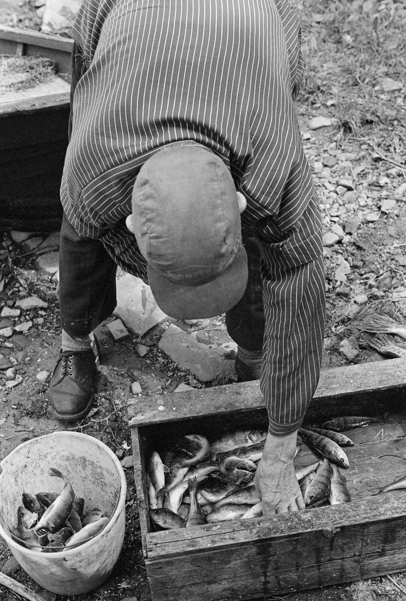 Yrkesfiskeren Paul Stensæter (1900-1982), fotografert mens han sto bøyd over ei trekasse som han nettopp hadde båret i land fra båten sin. Kassa inneholdt fisk Stensæter hadde fanget i teiner i Steinsfjorden, en sidearm til Tyrifjorden på Ringerike i Buskerud. Fangsten besto i hovedsak av abbor (Perca fluviatilis). Fiskeren var kledd i vadmelsbukser og busserull. På hodet hadde han ei skyggelue, et reklameprodukt fra bildekkprodusenten Goodyear.