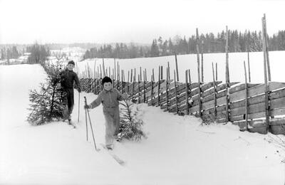 Svart-hvitt foto av en liten og en stor gutt som går på ski langs en skigard, og med hvert sitt juletre i ene hånda.. Foto/Photo