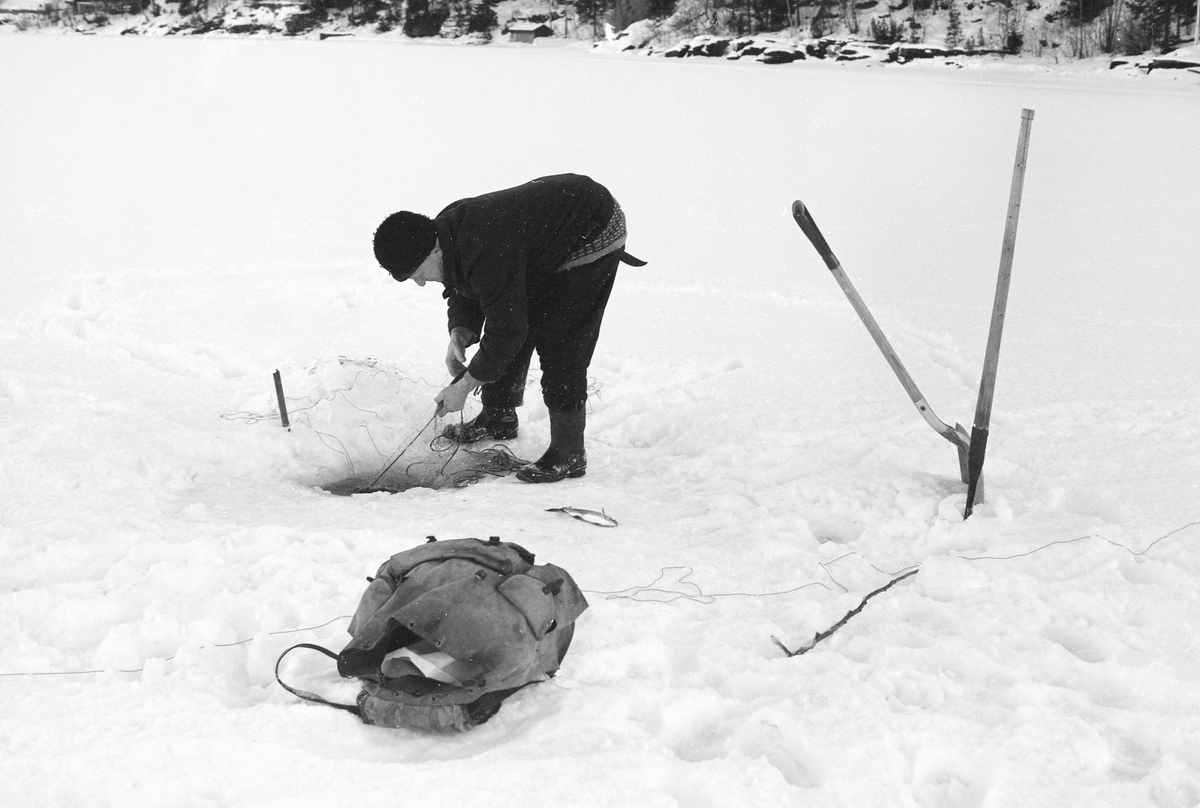 Yrkesfiskeren Paul Stensæter (1900-1982), fotografert mens han trakk et av garna han hadde satt under isen på Steinsfjorden vinteren 1973. Steinsfjorden er en sidearm til Tyrifjorden på Ringerike i Buskerud. Garnfisket vinterstid var primært et sikfiske.  Til høyre i bildet sto det en spade og en isbil i snøen. Dette var redskaper fiskeren brukte til å åpne de hullene i isen garna ble trukket fra når det hadde vært frost og kanskje snøvær siden forrige gang garna ble trukket, to døgn tidligere. Ryggsekken i forgrunnen ble antakelig brukt til å bære i land fangsten.

I 1973 og 1974 var Åsmund Eknæs fra Norsk Skogbruksmuseum flere ganger på besøk hos Paul Stensæter for å intervjue ham og observere ham i arbeid som fisker. Det Eknæs fikk vite om garnfisket under isen på Steinsfjorden sammenfattet han slik:

«Sikfiske med garn. Dette fisket foregikk på to steder, i åpent vann ute i Tyrifjorden og under isen i Steinsfjorden. Tyrifjorden er ofte åpen langt utover vinteren og det hender at den ikke legger seg i det hele tatt. De dro da i båt over fra Steinsfjorden og satte garn på ganske store dyp, 20-40 favner. Når det ble fisket for fullt ble det brukt 20 garn. 10 sto ute mens de øvrige var hjemme til tørking.

Garnfisket under isen i Steinsfjorden begynner så fort isen legger seg om høsten, fordi tynn og gjennomsiktig is er en fordel når garna skal settes ut første gang. Å sette ut garn under isen kaller Paul for øvrig «å høgge ut garna». Dette krever en spesiell teknikk. Er isen gjennomsiktig, foregår det på følgende måte: To hull hogges med så lang avstand som lengda på garnet. Ei rett granstang på 7-8 m stikkes ned i det ene hullet med den tynneste enden først. I den tykkeste enden er det et hull hvor det blir festet ei snor. Stanga blir nå skjøvet i full fart mot det andre hullet. En viktig detalj ved denne stanga er at den skal være nyhogget. Da ligger den dypere i vannet og skubber mindre mot isen. Stanga går ikke helt fram til det andre hullet. Der den stopper blir det hogget et mindre hull og den skyves videre ved hjelp av en kjepp med ei kløft i enden. Når snora er brakt fram på denne måten, er det en enkel sak å trekke garnet under isen. 

Men er isen ugjennomsiktig, slik at det er umulig å se stanga, må Paul gjøre det på en annen måte. Da finner han ei lang stang med god krumming på. Så hogger han hull så tett at stanga kan stikkes ned i det ene og komme opp igjen gjennom det neste.

Garnet er nå på plass under isen og står på bunnen på 5-10 favners dyp. Fra hver ende av garnet går det ei tynn snor opp til hullet i isen. Snorene går ikke opp gjennom hullet, men er festet litt ved siden. Dette er gjort for å hindre at han hogger dem av når is som har dannet seg i hullet skal fjernes.

Dagens nylongarn tåler å stå ute hele vinteren. Tidligere, da lin og bomull var mest brukt, var det nødvendig å ta garna opp og tørke dem. Av de 20-40 garn som Paul brukte, var halvparten til tørk.

Ettersynet, som gjerne foregår annenhver dag, begynner med at han får tak i snorene fra garnet ved å stikke en pinne med krok på innunder isen. I den borteste enden løsner han garnsnora og fester isteden ei lang nylonsnor til garnet. Tidligere brukte han snor av tvunnet hestetagl. Snora er så lang at den også rekker bort til der han står oppå isen. Ved trekkinga tar han ut fisken etter hvert. Når hele garnet er trukket, blir han stående på samme sted, tar tak i snora og drar garnet ut igjen samtidig som han passer på at det går ordentlig.

I sterk kulde vil det våte garnet fryse til en klump og være umulig å sette igjen. For å hindre dette hogger han ei grop i isen bak hullet og fyller denne med vann. Etter hvert som han trekker garnet putter ha det ned i gropa og det holder seg opptint til det skal settes igjen.

Når det blir mildvær og fare for at isen skal gå opp og komme i drift, må det tas spesielle forholdsregler for å hindre at garna blir dratt med isflak og forsvinner. Paul binder i slike tilfelle inn en bit snelletråd i den snora som går fra isen og ned til garnet. Kommer isen i drift, vil snelletråden ryke, og garnet blir stående igjen på samme sted. Det er da en forholdsvis enkel sak å sokne etter det.

Garnfisket ga jevne tilførsler av sik gjennom det meste av vinteren. Vintersiken i Steinsfjorden er noe mindre enn høstsiken. Det går omkring 4 på kiloen, mot 3 om høsten. Fangstene varierer fra noen få til 25-30 pr. garn. Med 10 garn ute vil han kunne få opptil 200-300 sik eller 50-70 kilo. Men da blir garnene trukket bare annenhver dag.»
