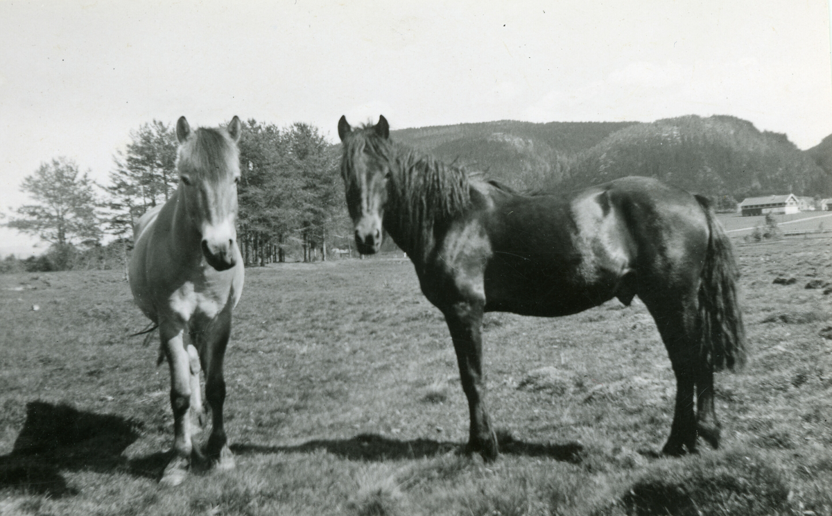 To bilde av to hestar på Tjønntveit