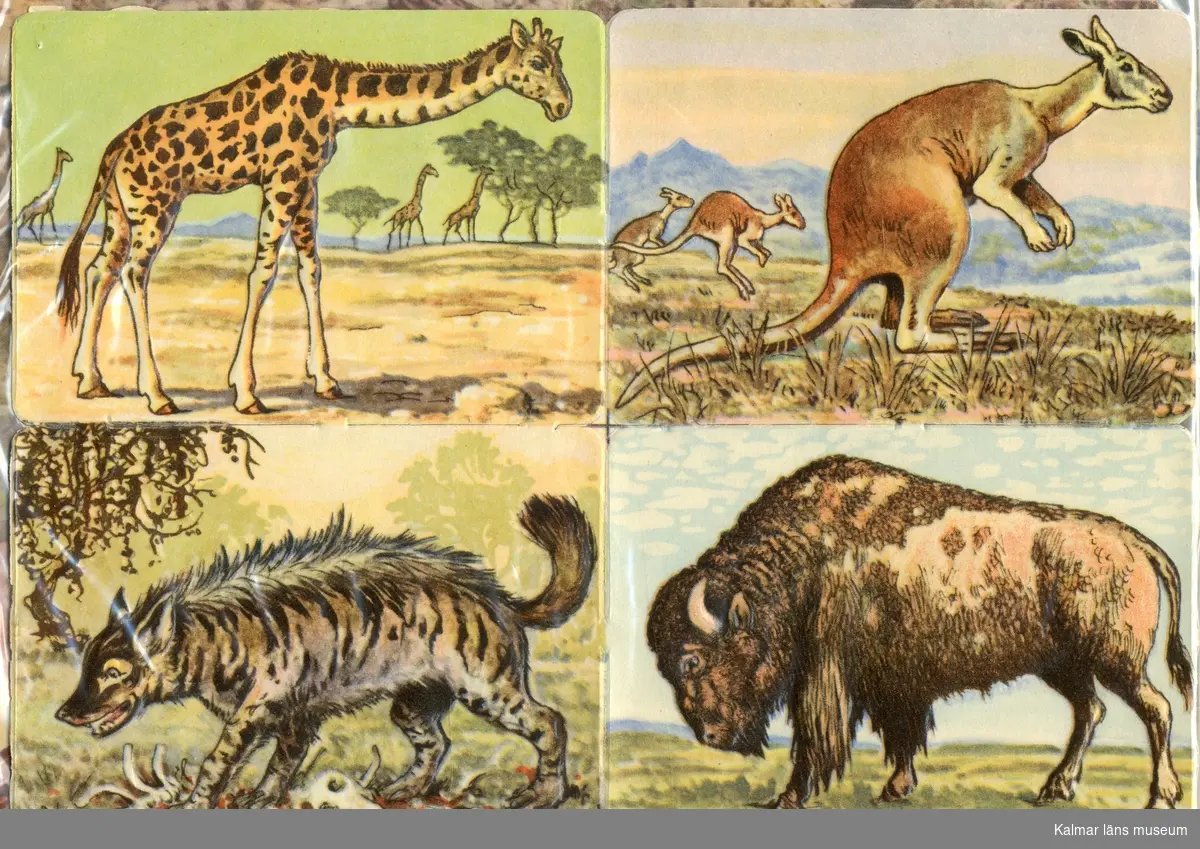Giraff, Känguru, Hyena och Buffel/Bisonoxe.