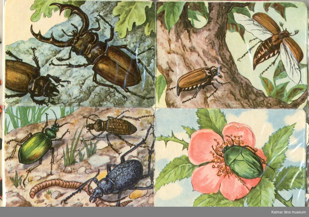 Skalbaggar, bl.a. Ekoxe. Fyra olika motiv.