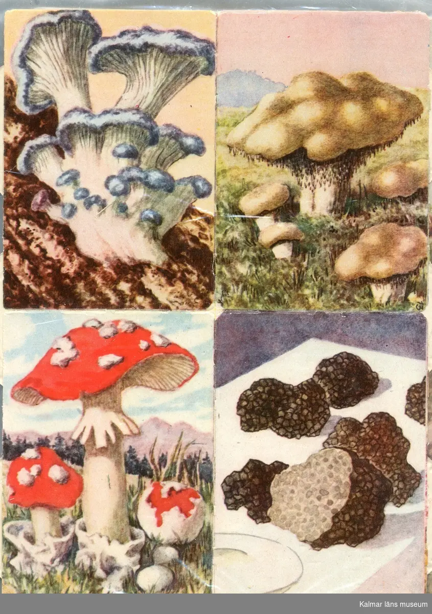 Fyra olika sorters svampar, bl.a. Flugsvamp.