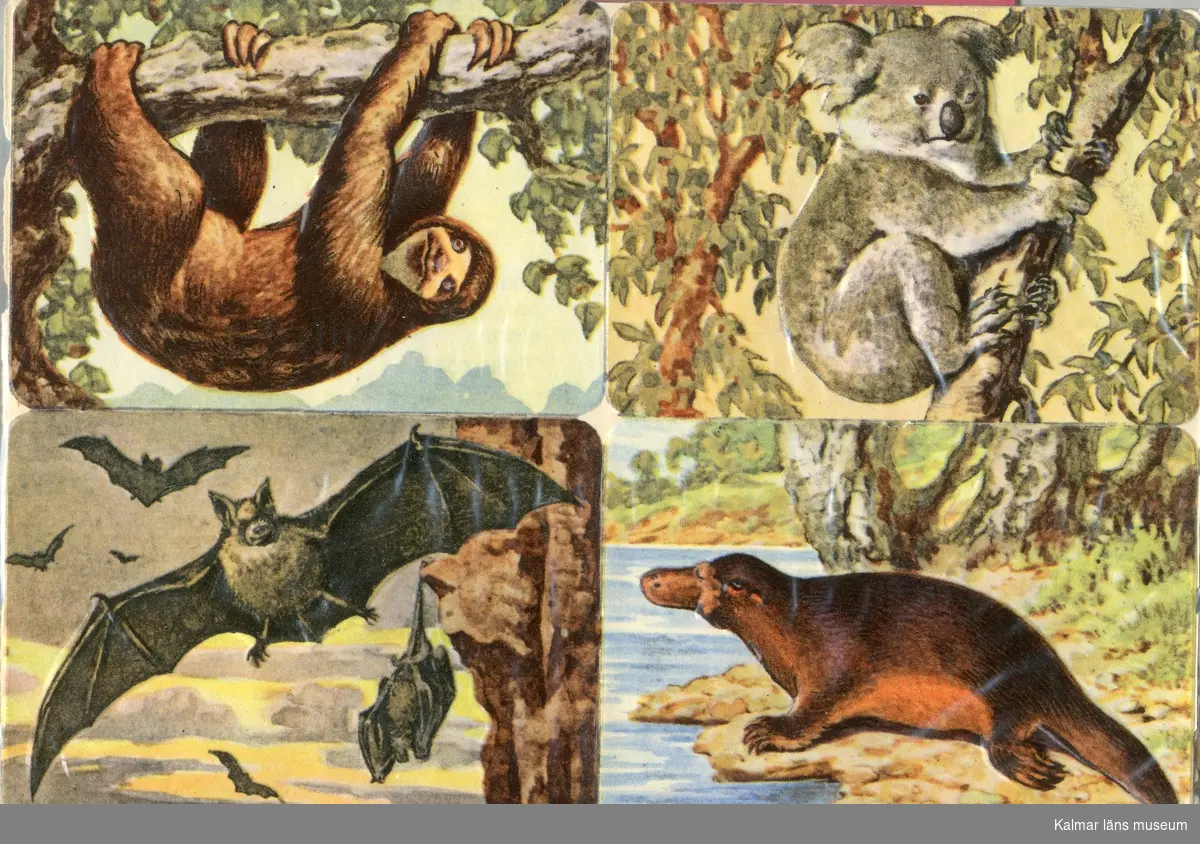 Sengångare, Koala, Fladdermus och Näbbdjur.